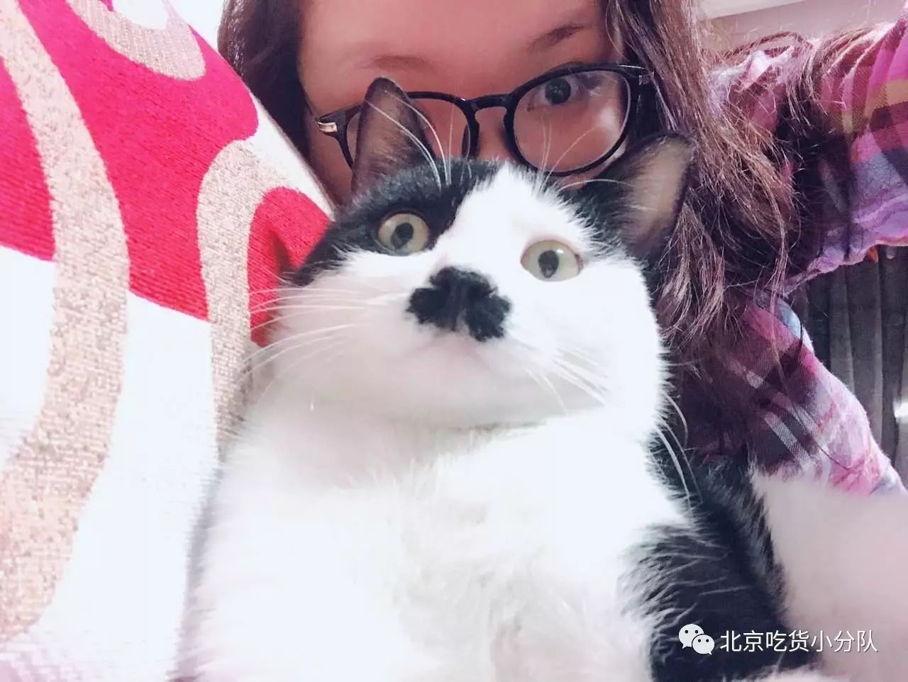 猫小九最新吃货视频，美食之旅的无限魅力